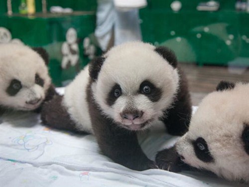 全球唯一熊貓三胞胎