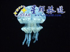 巽寮灣南海洋水母王國1