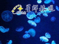 巽寮灣南海洋水母王國3